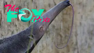 A giant anteater with its tongue out