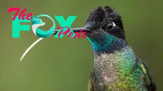 A hummingbird shoots its long tongue through its beak