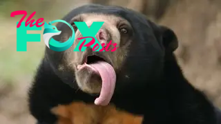 A sun bear with its long tongue hanging out