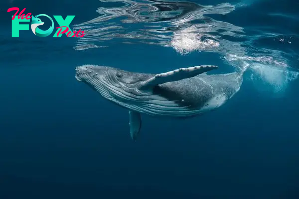 Humpback whale guide: where they live, what they eat, how big they are and  why they are called humpback - Discover Wildlife