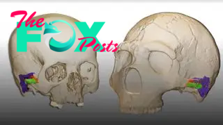 Digital graphic of Neanderthal and modern human cranium and ear.