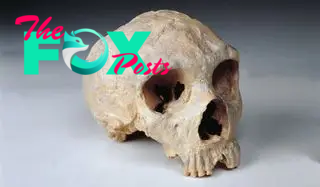 A neanderthal skull