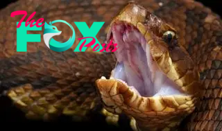 A close-up of a cottonmouth's mouth