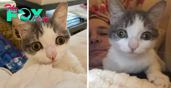 Woman Rescues Cat Born Special and Finds Her a Home She's Been Waiting for