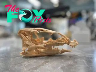 3D printed skull of Fona herzogae on a grey table