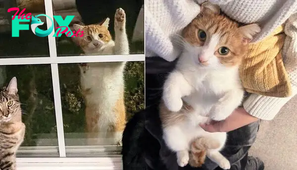 Stray Cat Climbs Up a Window and Decides It's Time to Move in, Turns Out He is Sweetest Companion