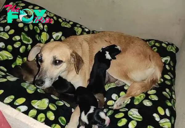 Mom Dog Escaping the Cold Delivers Her Puppies in a Nativity Scene Manger