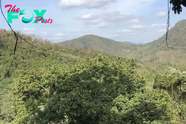 jungle view from hiking trail