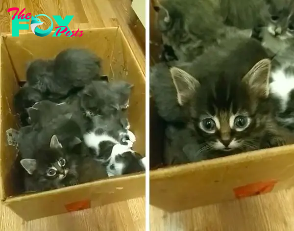 Man Found 8 Kittens Huddled Up in an Alley During the Bitter Cold and Rushed to Save Them