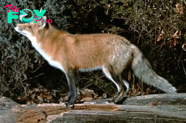 Fox | Species, Habitat, Behavior, & Facts | Britannica