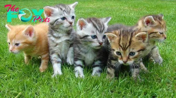 Free Assorted Color Kittens Stock Photo