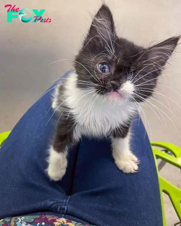 kitten looking up