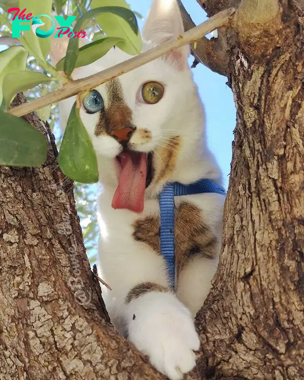 Please appreciate some cat tongue.