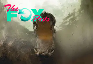 underwater photo showing a crocodile with jaws open lunging at the camera below