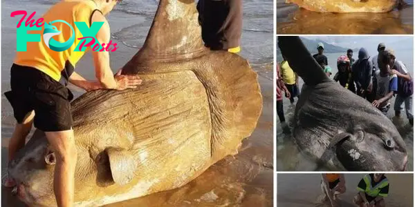 Giant sunfish washes up on Australian beach: ‘I thought it was a shipwreck’