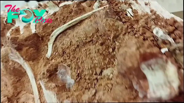 Rare Dinosaur Skeleton Exposed in Brazil After Erosion From Catastrophic Flooding - YouTube