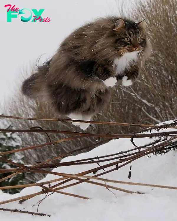 Norwegian-Forest-Cats-Sampy-Hiskias