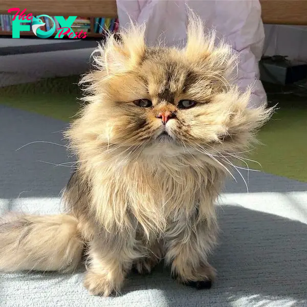 Meet Barnaby, The Cross-Eyed Persian Cat Who Is Cute But Always Seems To Be Sad