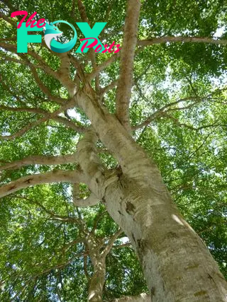 a view of the poison apple tree Machineel with a view of its trunk angled up to its canopy.