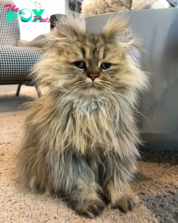 Meet Barnaby, The Cross-Eyed Persian Cat Who Is Cute But Always Seems To Be Sad