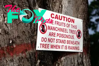 a warning sign on a manchineel tree telling people the fruit of the tree is poisonous and not to stand beneath it when it's raining.