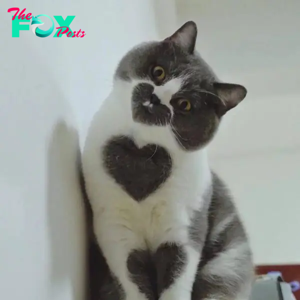 Meet the cat with the perfect heart that has attracted attention on social networks.NgocChau