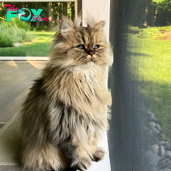 Meet Barnaby, The Cross-Eyed Persian Cat Who Is Cute But Always Seems To Be Sad