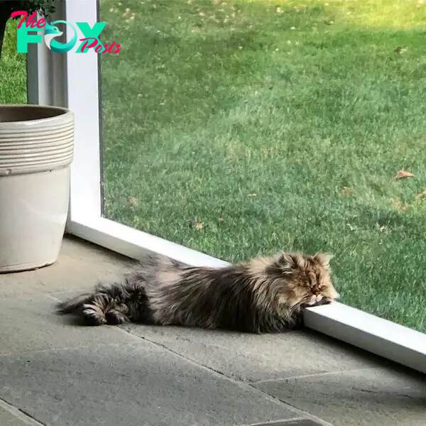 Meet Barnaby, The Cross-Eyed Persian Cat Who Is Cute But Always Seems To Be Sad