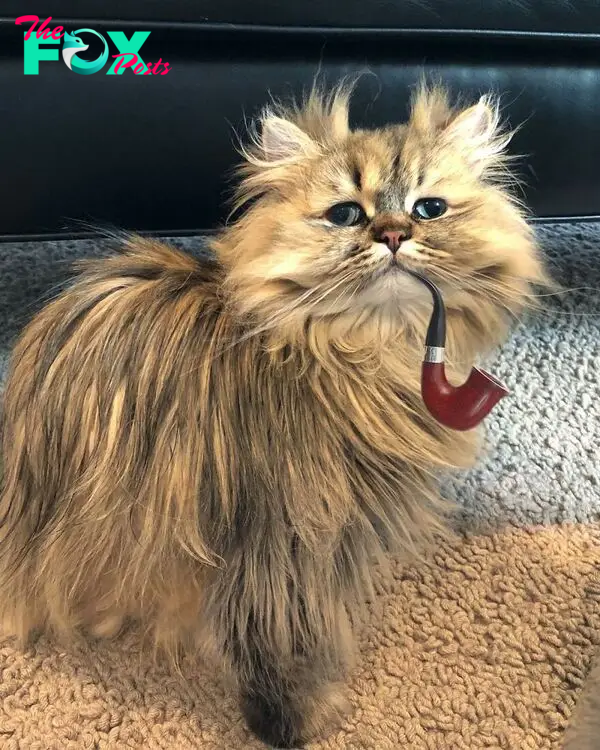 Meet Barnaby, The Cross-Eyed Persian Cat Who Is Cute But Always Seems To Be Sad