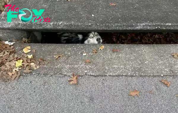 dog in sewer 