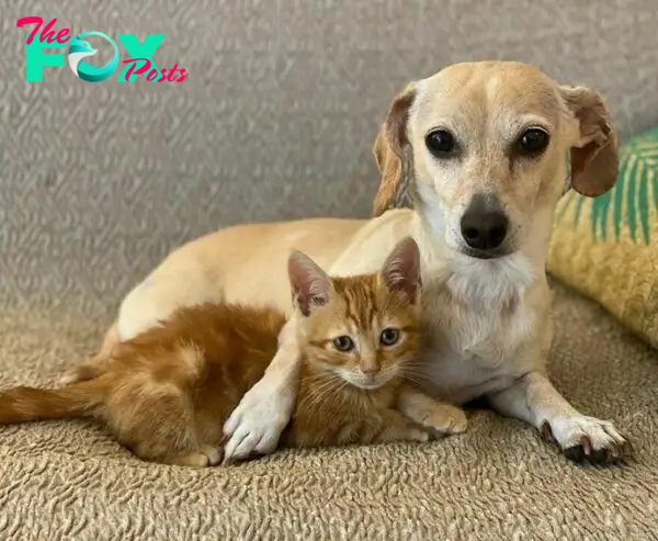 Dog Takes Shy Kittens Under Her Wing While They Build Up Courage To Interact With People