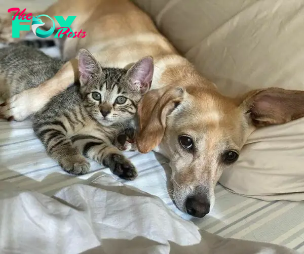 Dog Takes Shy Kittens Under Her Wing While They Build Up Courage To Interact With People