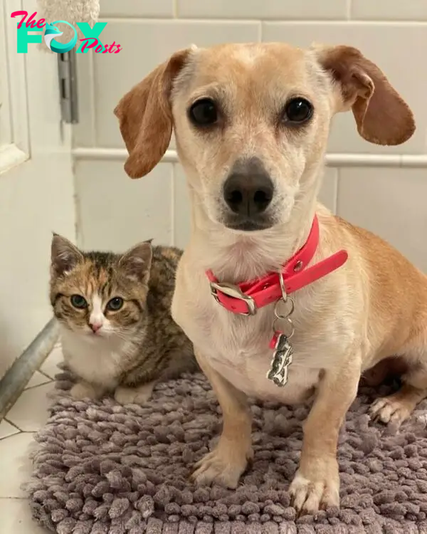 Dog Takes Shy Kittens Under Her Wing While They Build Up Courage To Interact With People