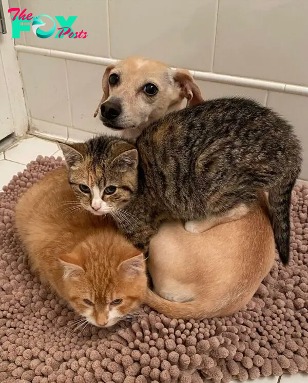 Dog Takes Shy Kittens Under Her Wing While They Build Up Courage To Interact With People