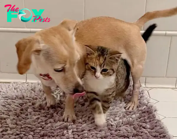 Dog Takes Shy Kittens Under Her Wing While They Build Up Courage To Interact With People