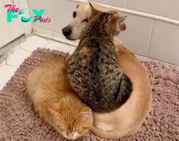 Dog Takes Shy Kittens Under Her Wing While They Build Up Courage To Interact With People