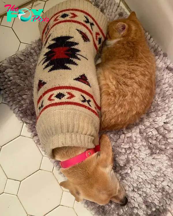 Dog Takes Shy Kittens Under Her Wing While They Build Up Courage To Interact With People