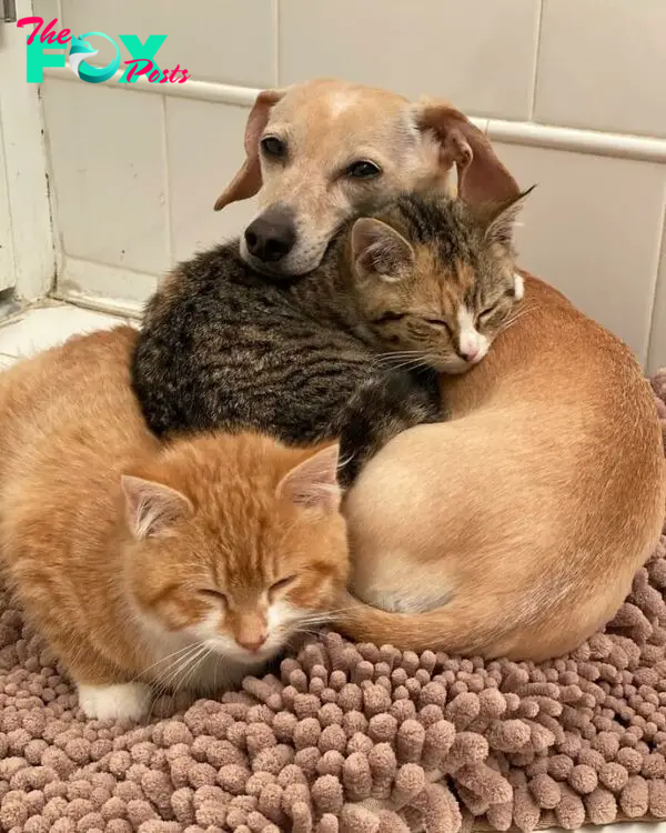 Dog Takes Shy Kittens Under Her Wing While They Build Up Courage To Interact With People