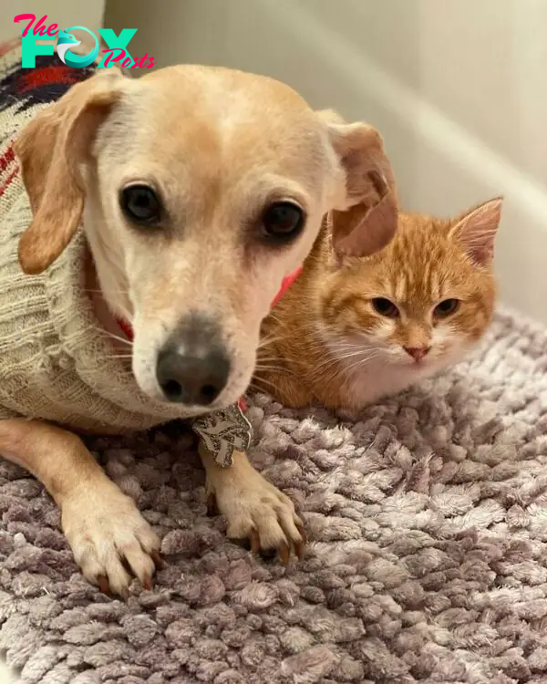 Dog Takes Shy Kittens Under Her Wing While They Build Up Courage To Interact With People