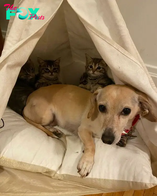 Dog Takes Shy Kittens Under Her Wing While They Build Up Courage To Interact With People