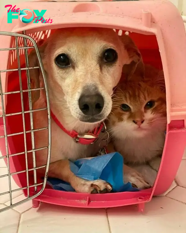 Dog Takes Shy Kittens Under Her Wing While They Build Up Courage To Interact With People