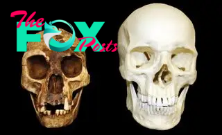 A comparison of two skulls, with a skull about 2/3 of the size on the left