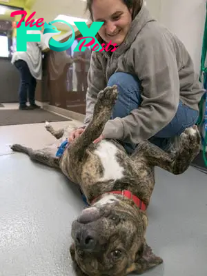 Maple, a female mix, gets some loving from Livingston County Animal Shelter director Aimee Orn Monday, April 30, 2018. The shelter will hold a free adoption day Saturday, May 5.