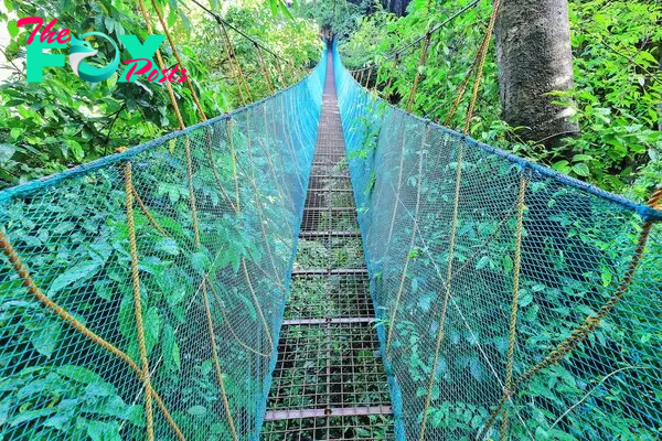 Canopy Walk