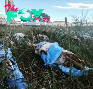 A close-up of many horse skulls wrapped in blue fabric in a grassy field