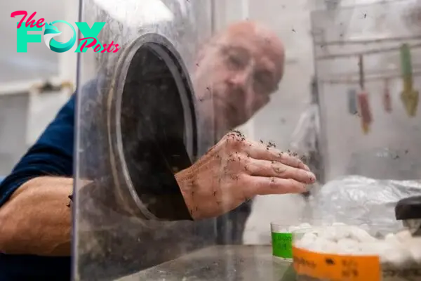 A man places his hand inside a clear box, allowing mosquitos to feed off him.