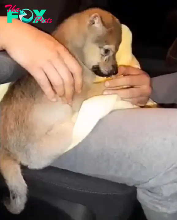 woman playing with puppy