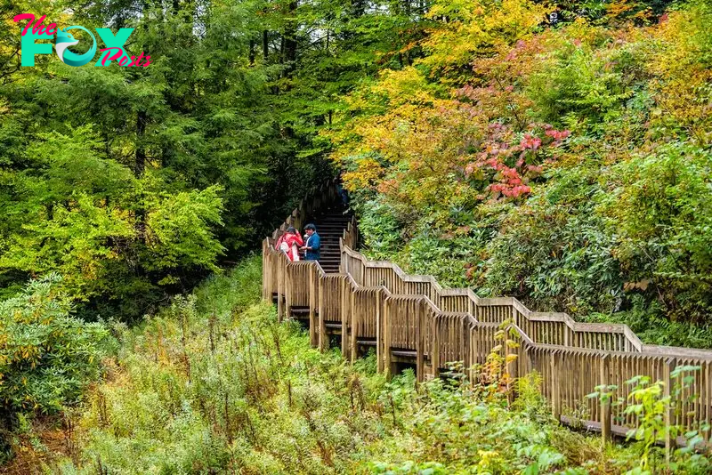 Blackwater Falls Trails