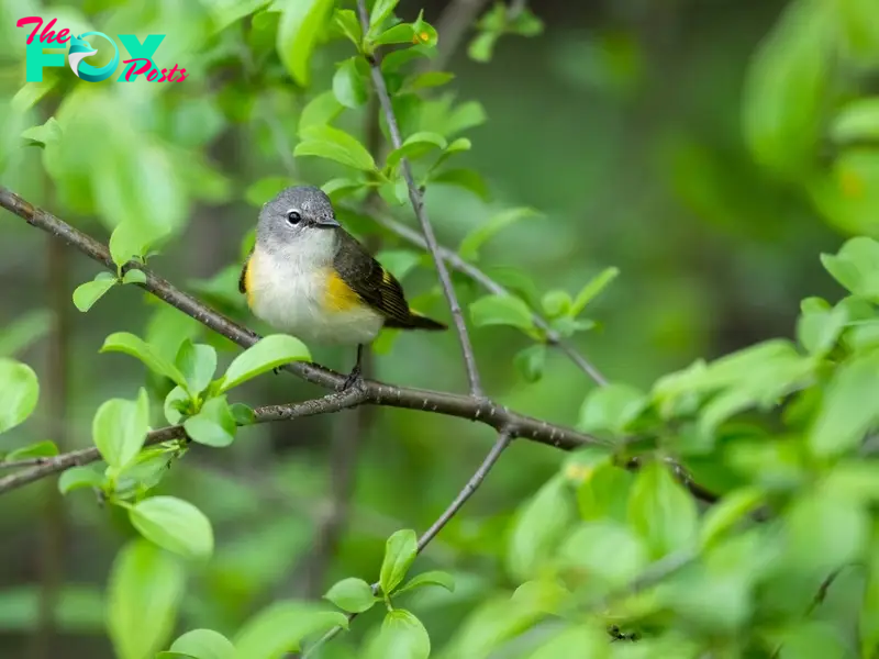 Female American Redstart Warbler