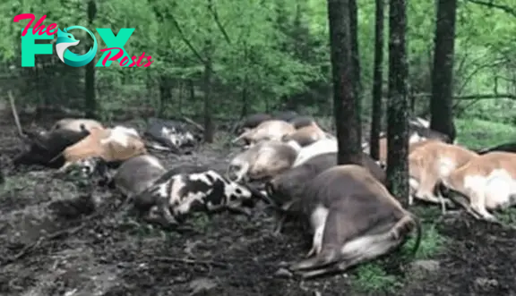 Farmer Finds Pasture Empty, Sees All 32 Dead Cows In One Big Pile